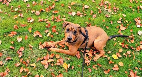 Your canine friends can now pave way for cancer cure in humans ...