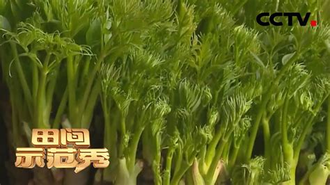 《田间示范秀》 专家亲授 让刺嫩芽出好芽 20200320 | CCTV农业