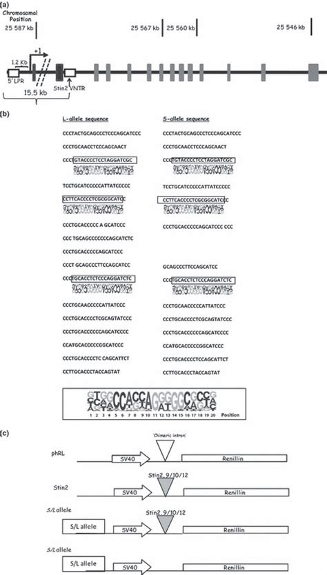 Slc46 Structure 的图像结果