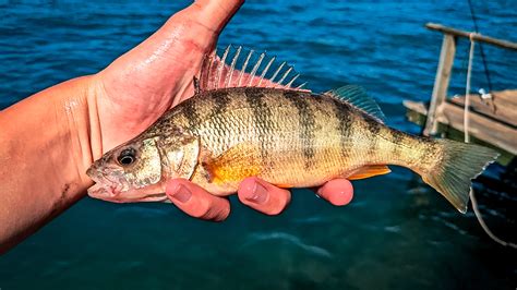 Yellow Perch | A Comprehensive Species Guide - Wired2Fish