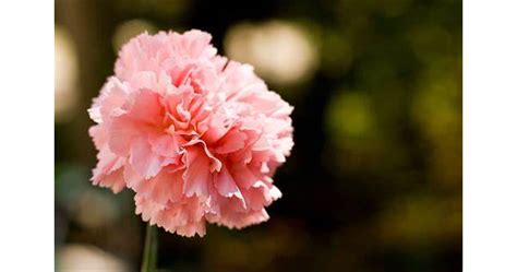 Patsy Sue Layne Obituary (2025) - Whitwell, TN - Whitwell Memorial ...