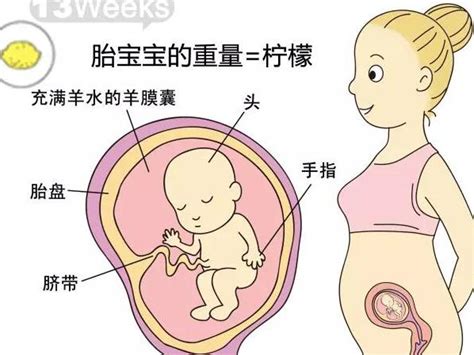 孕期麻麻|孕13周胎儿发育和妈妈变化