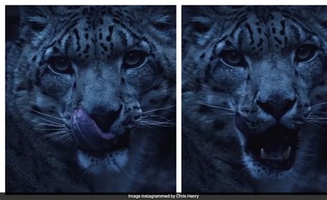 Image result for Mac OS Snow Leopard