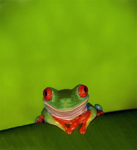 Image result for Tree Frog Terrarium