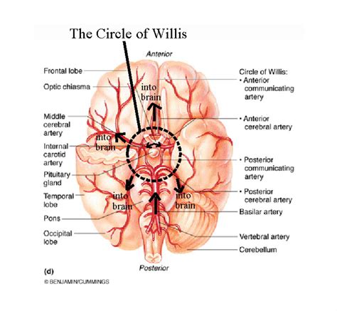 the structure of the human brain and its major functions, including the cranin