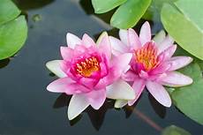 Lotus Picture by Lotus Plant Information Tips On Growing Lotus Plants Lotus Picture