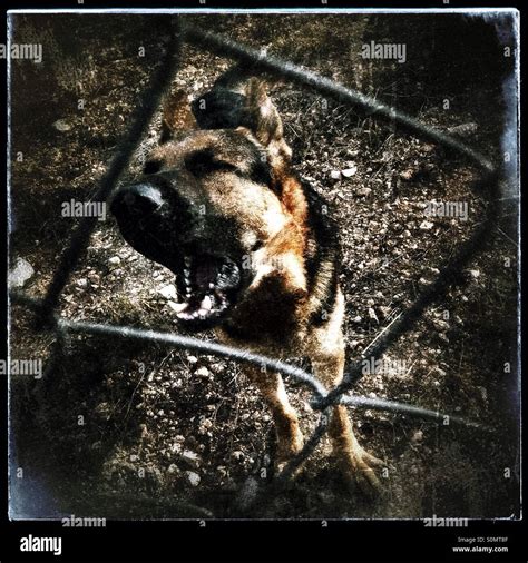 Alsatian guard dog barking, seen through a chainlink fence, Spain Stock ...