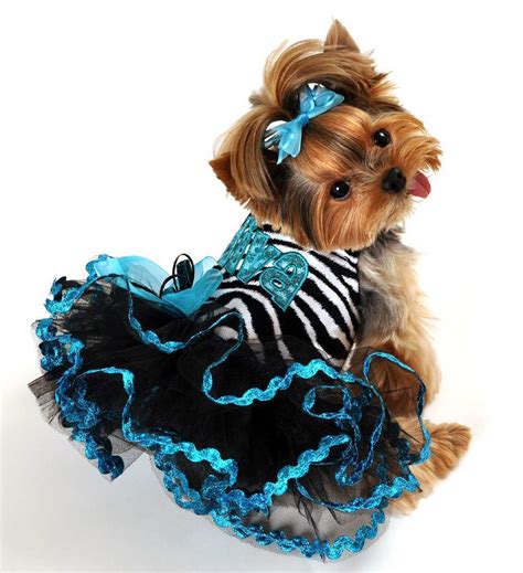 20 Of the Best Dressed and Adorable Animals Ever