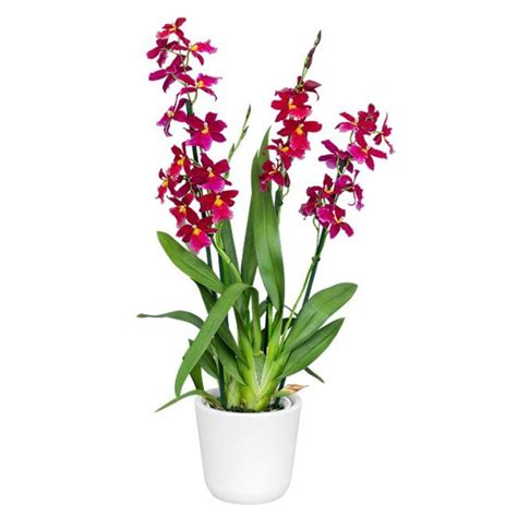 Orchid-tree | Premium Quality Orchids Plants Online India – Orchid-Tree
