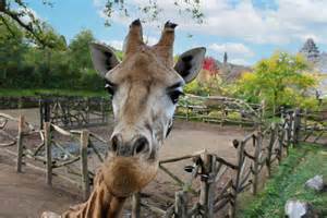 Les restes de Juul, la girafe de Pairi Daiza, n'iront pas aux lions - L ...