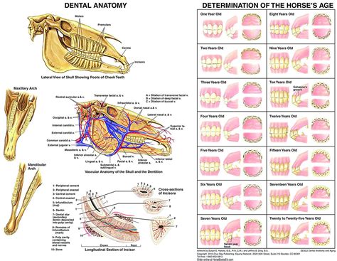 Equine Dental Anatomy Chart Horse | Dental anatomy, Dental, Horse care
