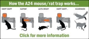 Image result for Setting Mouse Traps Tips