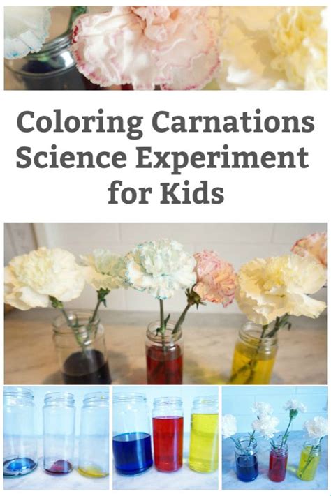 Image result for Food Coloring Flowers Science Project
