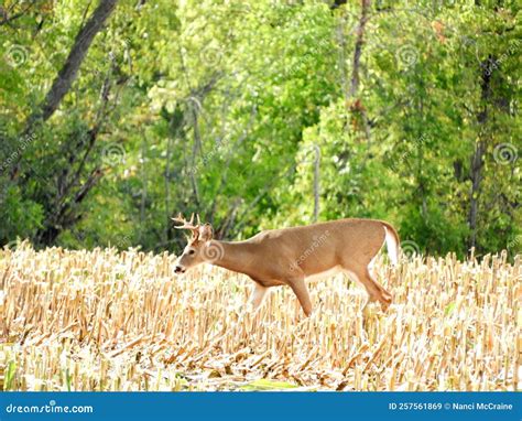 Six Point Buck Whitetail Deer Foraging through Harvested Fingerlakes ...
