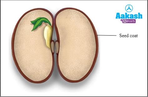Seed Germination in Biology: Definition, Types and Importance | AESL