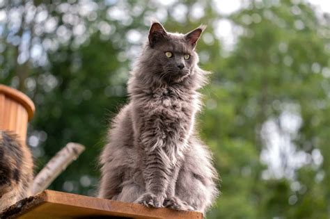 Grey Maine Coon: Facts, Patterns & Traits (With Pictures)