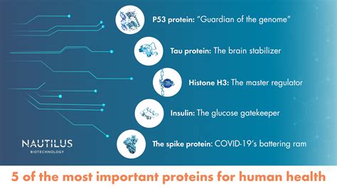 These are some of the most important proteins in the human body ~ Nautilus Biotechnology - why is important protein