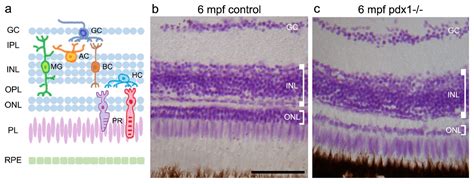 Differential Responses of Neural Retina Progenitor Populations to ...