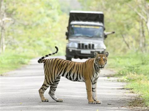 Pilibhit Tiger Reserve Gets Global Award For Doubling Its Big Cat ...