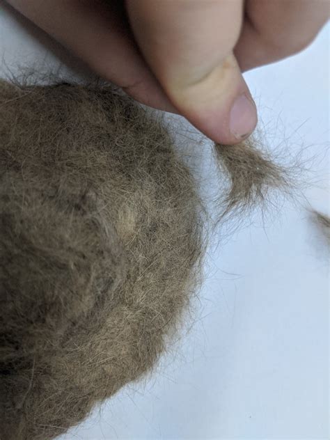 Felting a Cat 的图像结果