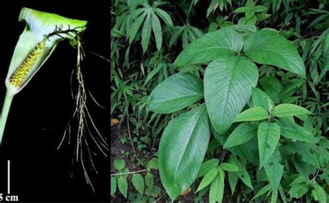 Lungs may still have scars left behind by tuberculosis, shows study ...