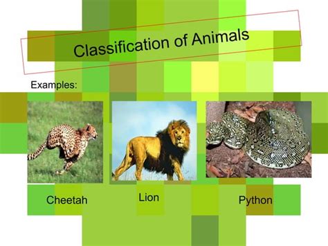 Why Is Classification of Animals Needed 的图像结果