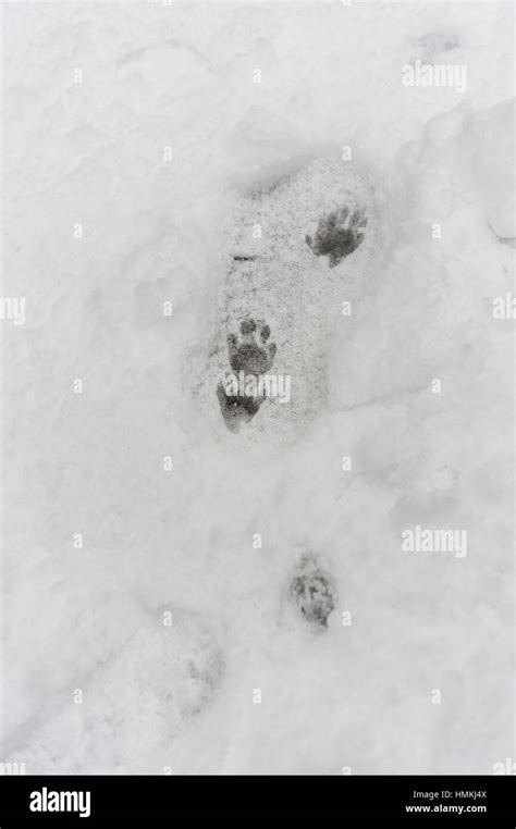 Raccoon tracks in a boot footprint the snow Stock Photo - Alamy