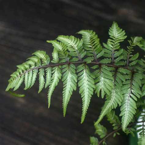 Japanese Painted Fern - Athyrium niponicum var. pictum – ServeScape