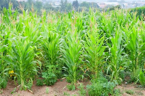 Image result for Corn Planting