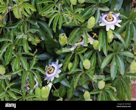 Passiflora caerulea hi-res stock photography and images - Alamy