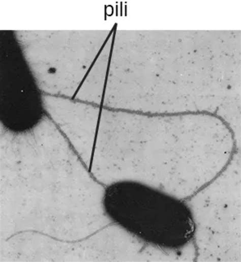 Bacterial Pili: The Structural Basis for Microbial Connectivity and ...