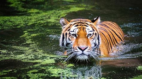 International Tiger Day 2020: Date, significance, history and save ...