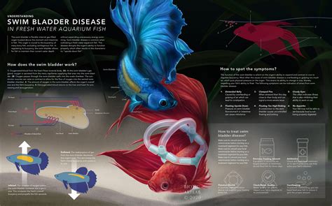 Swim Bladder Disease Infographic — Biotic Artlab