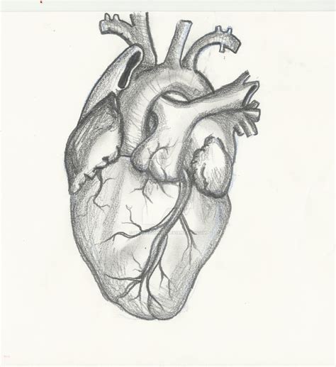 Human Heart Sketch Images at PaintingValley.com | Explore collection of ...