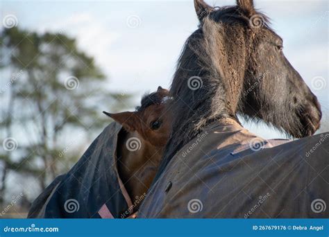 Two Horses Greeting and Biting Each Other Stock Photo - Image of mane ...