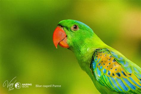 Endangered Bird Species of the Philippines Book — Vinz Pascua
