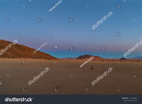 21 Camel Thorn Tree With Moon Images, Stock Photos & Vectors | Shutterstock