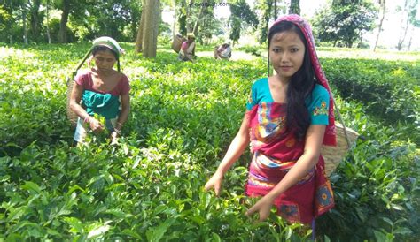 Jeevanksh - Organic Tea Portfolio