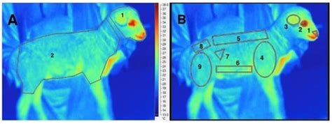 Progress on Infrared Imaging Technology in Animal Production: A Review