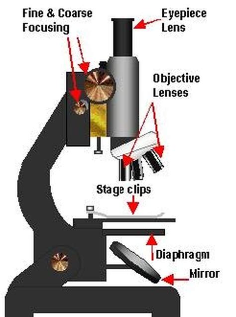 Basic Microscope Use 的图像结果