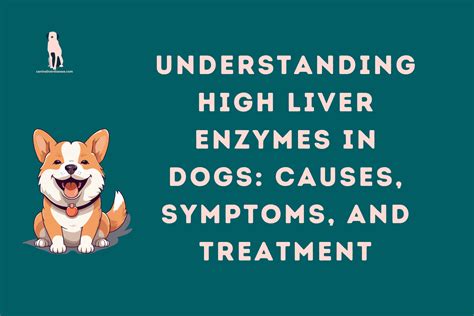 Understanding High Liver Enzymes in Dogs: Causes, Symptoms, and Treatment - Canine Liver Disease ...