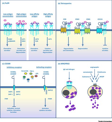 Mast Cell Degranulation And Synthesis