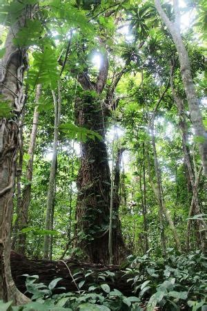 Jomalig Photos - Featured Images of Jomalig, Quezon Province - Tripadvisor