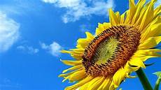 significato girasole nel linguaggio dei fiori significato dei girasoli significato fiori qual 232 il significato girasole nel linguaggio dei fiori significato dei girasoli significato fiori qual 232 il
