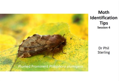 Image result for Moth Identifier