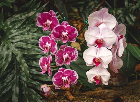 Image result for Toledo Zoo Python