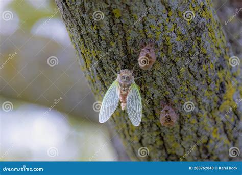 The Dog-day Cicada (Neotibicen Canicularis). Stock Photo - Image of ...