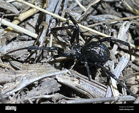 Western Black Widow (Latrodectus hesperus Stock Photo - Alamy