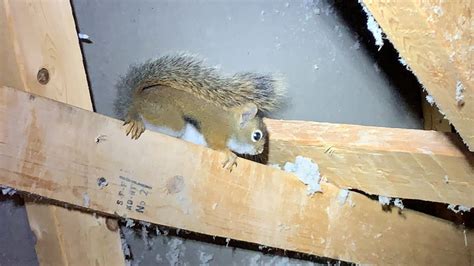 Squirrel Removal Resources - SIA Wildlife Control Inc.