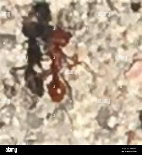 Western Harvester Ant (Pogonomyrmex occidentalis Stock Photo - Alamy
